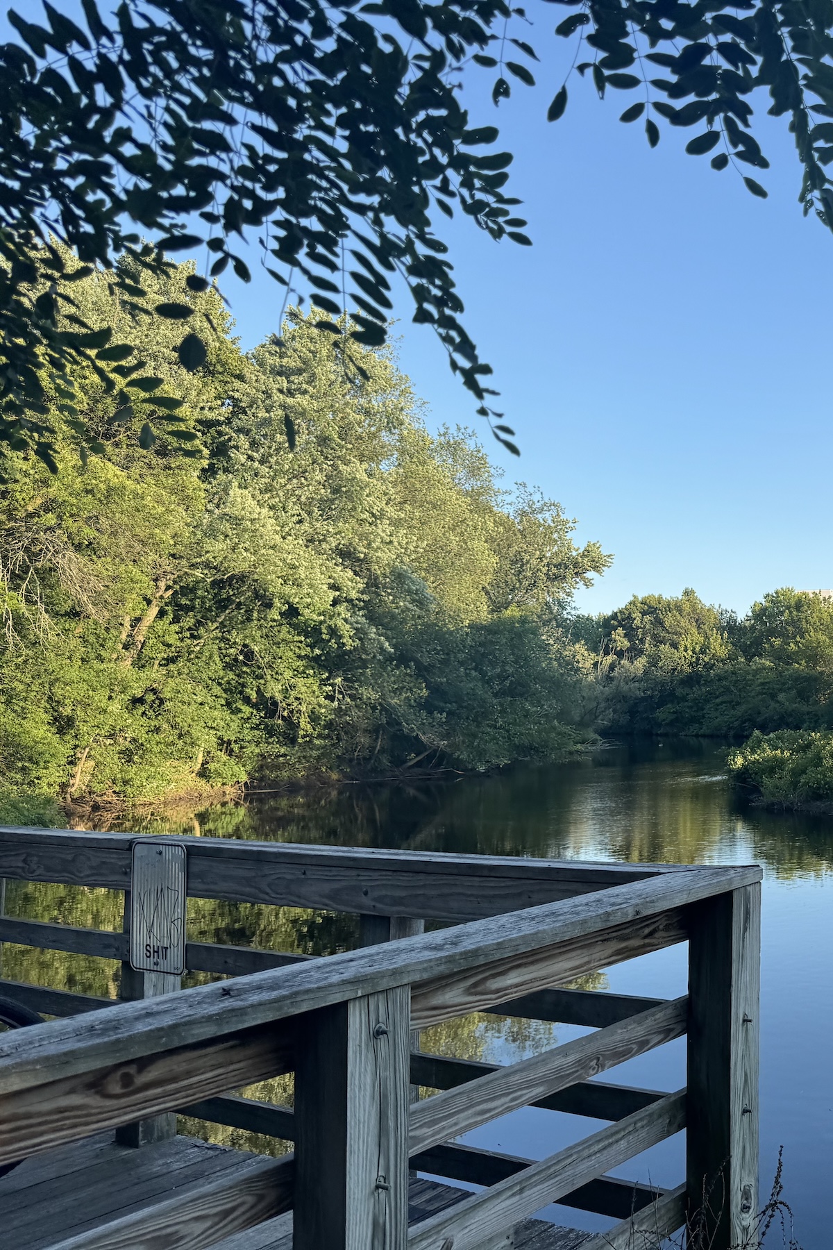 Landscape of a pond in the summer