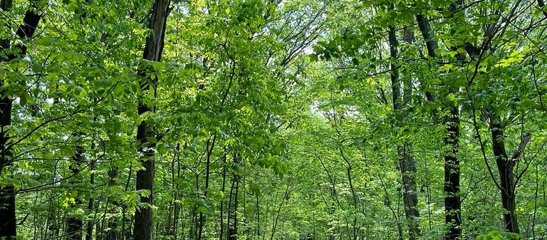 Trees, in a forest, much like the many trees that Delphy creates. Except those are phylogenetic.