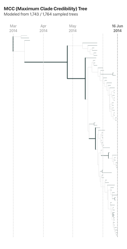 A diagram of a phylogeneti c tree labelled 'MCC (Maximum Clade Credibility) Tree'. Most of the lines are grey, though a few are drawn in black with a slightly thicker line. These correspond to the branches in the tree that appear in more of the base trees.
