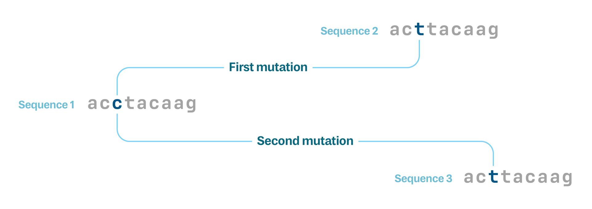 Diagram showing three short genetic sequences, one ancestor with a C for the third letter and two descendants with a t for the third letter. Connecting the ancestor to the descendants are two branches, each labelled with its own mutation event.