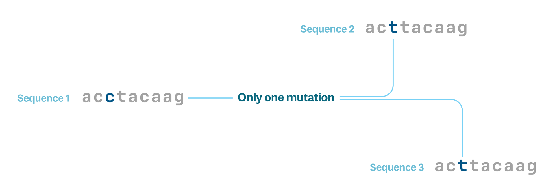Diagram showing three short genetic sequences, one ancestor with a C for the third letter and two descendants with a t for the third letter. Only one branch leads from the ancestor to a single mutation event, which then splits and connects to the two descendants.